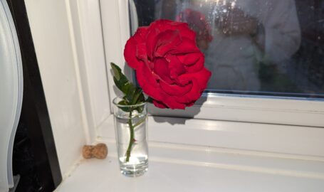 My friend brought round a red rose from his garden