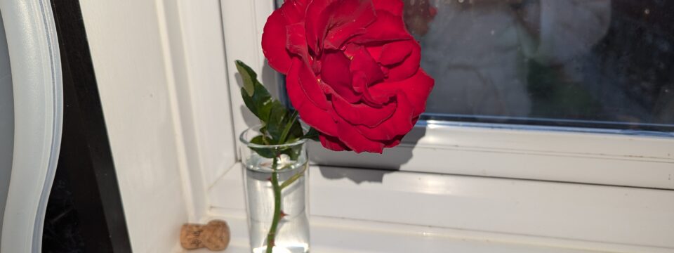 My friend brought round a red rose from his garden